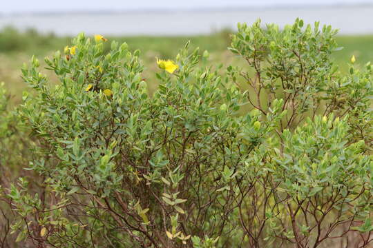 Image of Arcadian St. John's-Wort