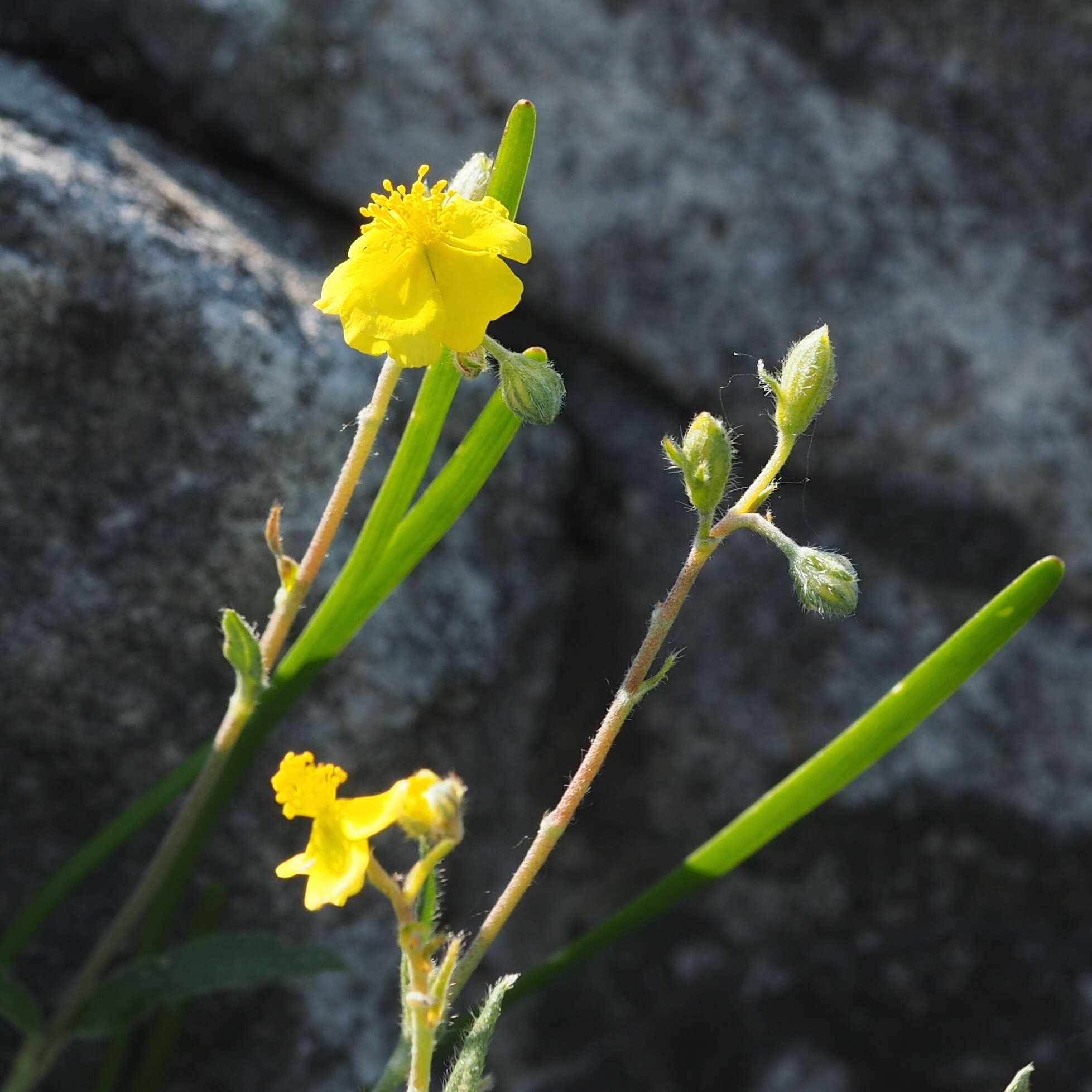 Imagem de Helianthemum canum (L.) Baumg.