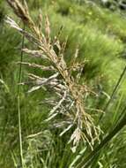 Image of silvergrass