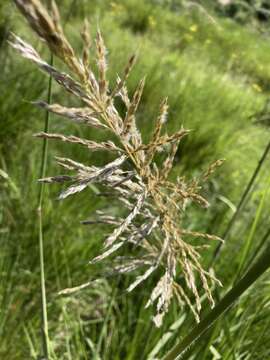 Слика од Miscanthus ecklonii (Nees) Mabb.