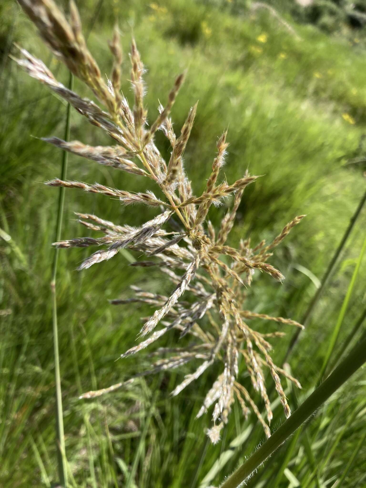 Слика од Miscanthus ecklonii (Nees) Mabb.