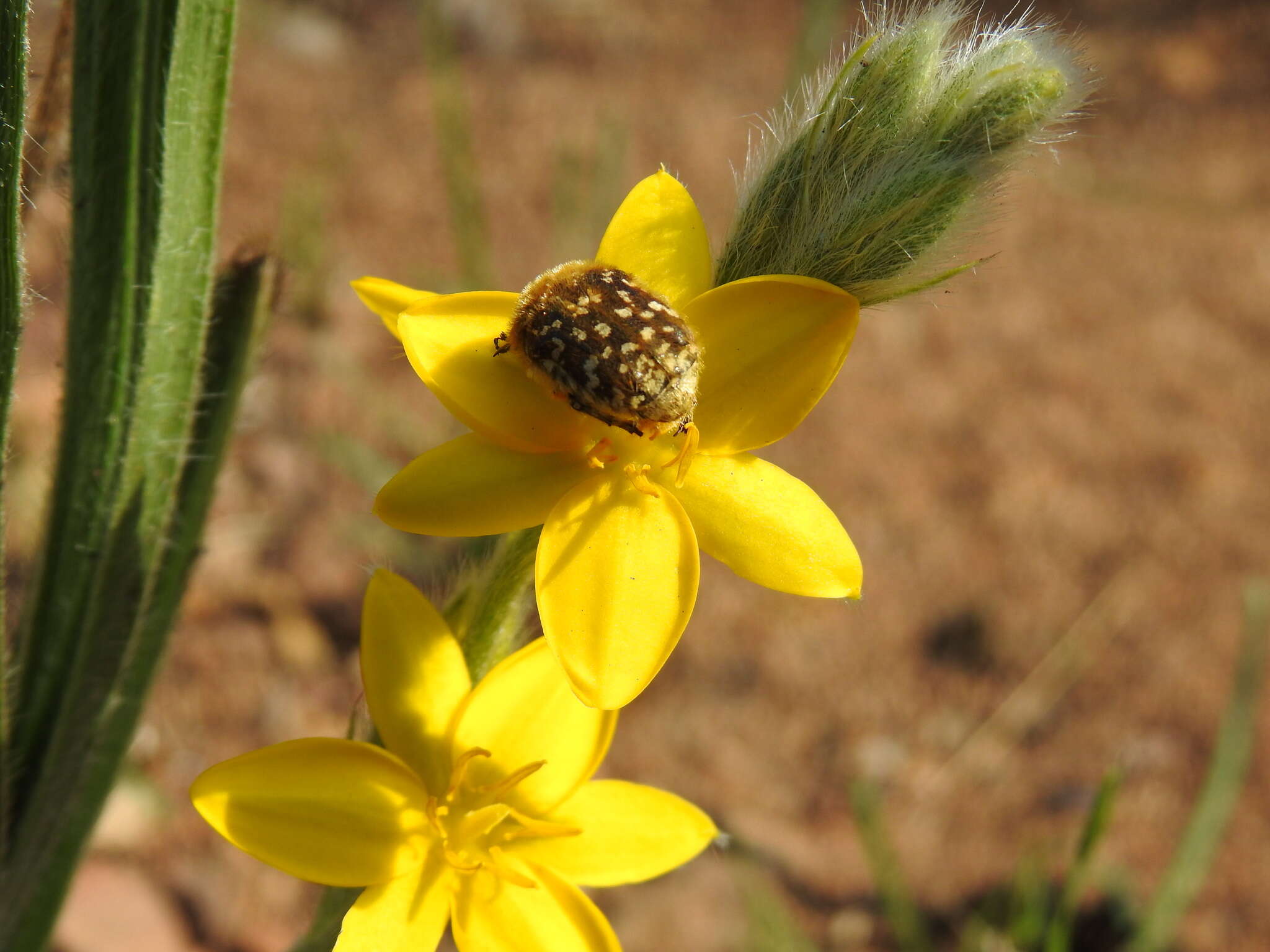 Image of Hypoxis acuminata Baker