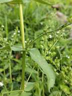 Image of undulate speedwell