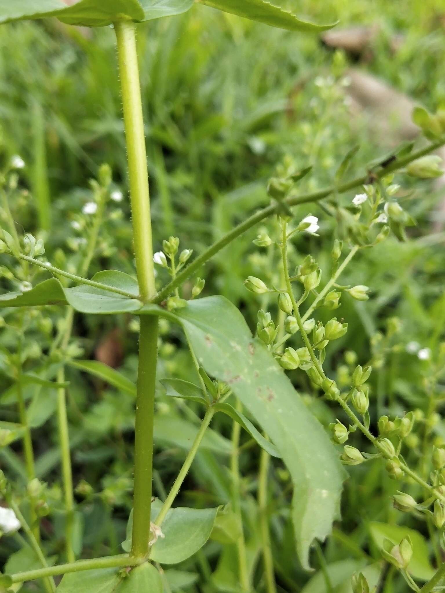 Image of undulate speedwell