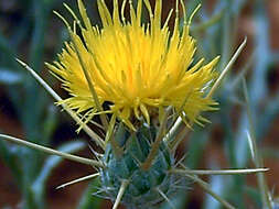 Image of yellow star-thistle