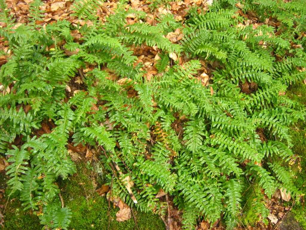 Image of common polypody