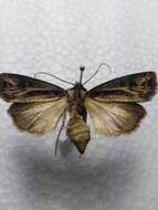 صورة Agrotis trifurca Eversmann 1837