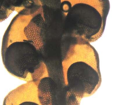 Image of Frullania pentapleura Taylor