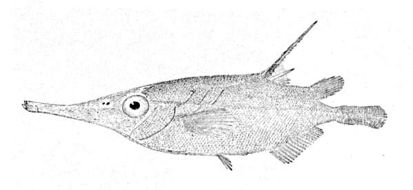 Image of Macroramphosus