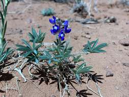 Image of rusty lupine