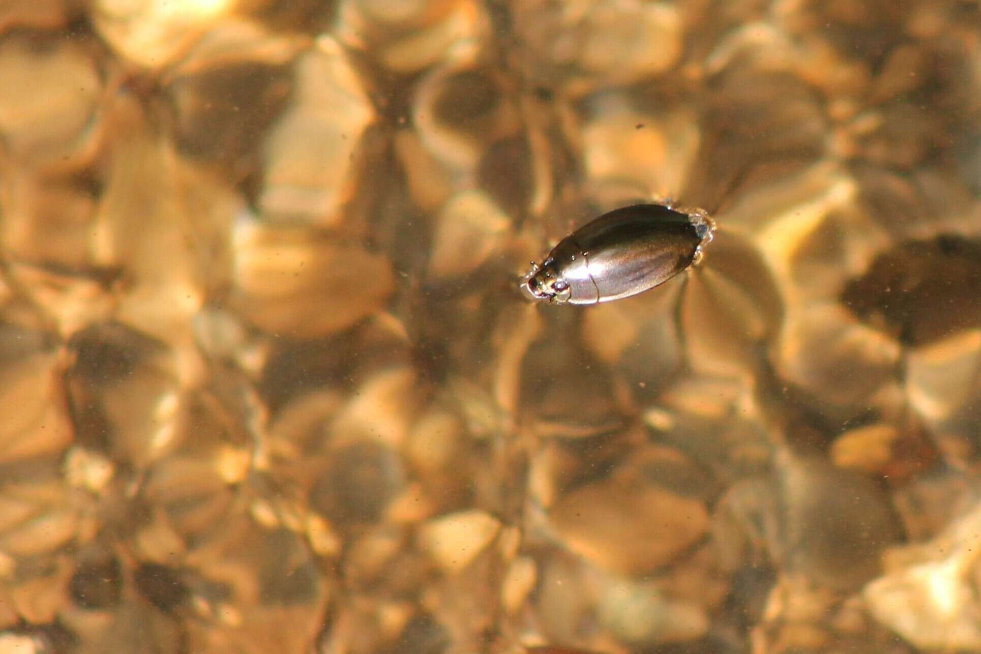 Image of Dineutus longimanus portoricensis Ochs 1924