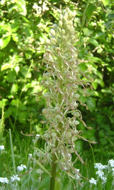 Image of Lizard orchid