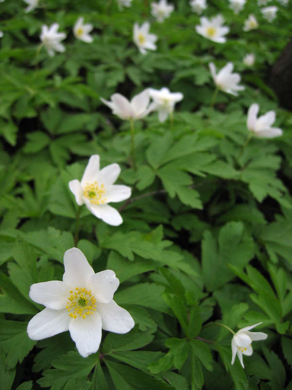 Imagem de Anemone nemorosa L.