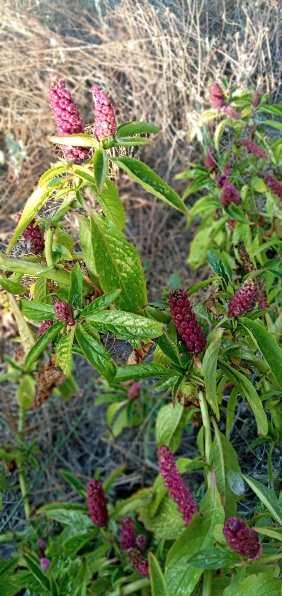 Imagem de Phytolacca bogotensis H B. & K.