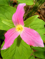 Imagem de Trillium grandiflorum (Michx.) Salisb.