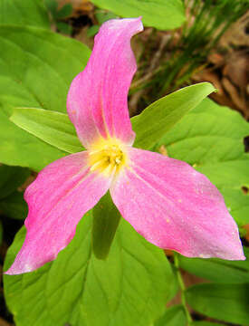 Imagem de Trillium grandiflorum (Michx.) Salisb.