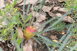 Image of Banksia dallanneyi A. R. Mast & K. R. Thiele