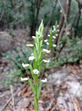 Image of Aulosepalum hemichrea (Lindl.) Garay