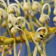 Image de Hakea lorea (R. Br.) R. Br.