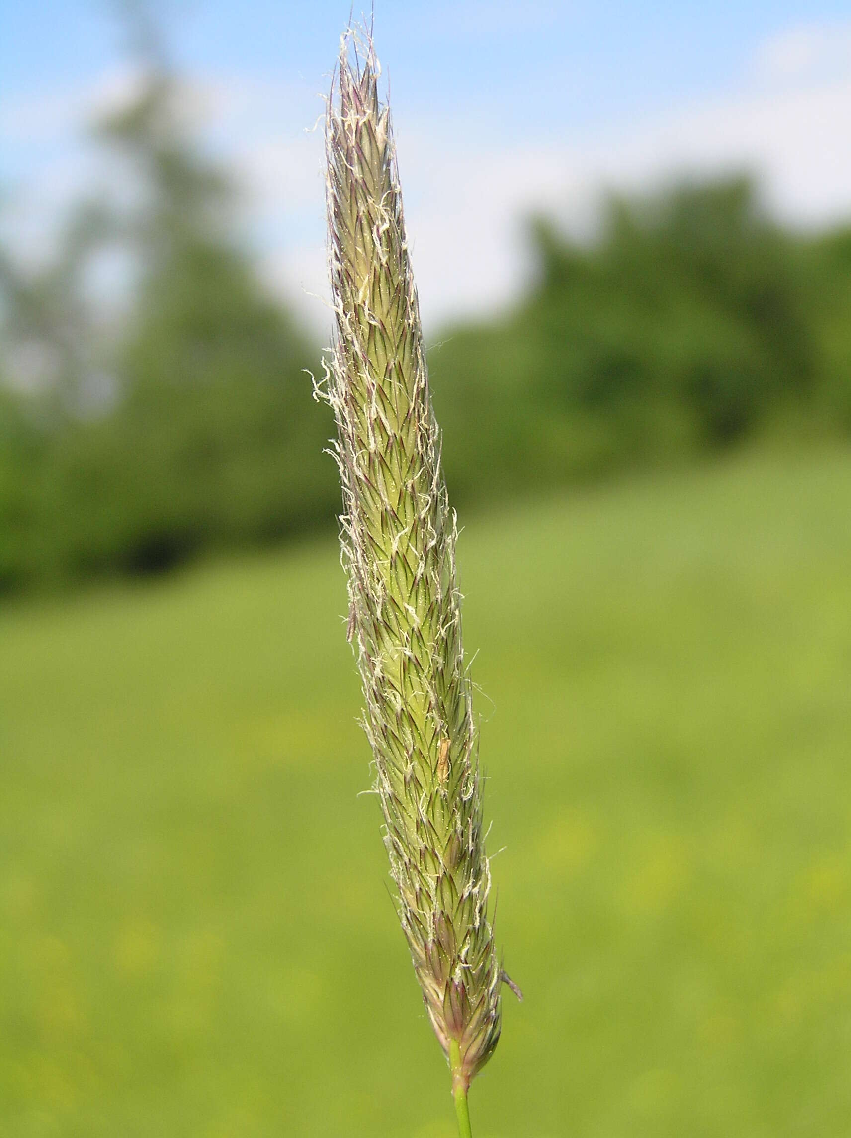 Image of meadow foxtail