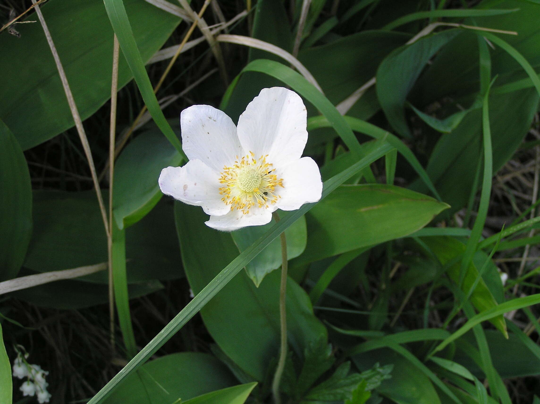 Image of Snowdrop Anemone