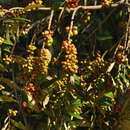 Image of Xylopia sericea A. St.-Hil.