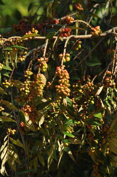 Xylopia sericea A. St.-Hil. resmi