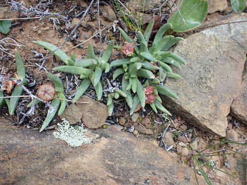 Imagem de Marlothistella uniondalensis Schwant.