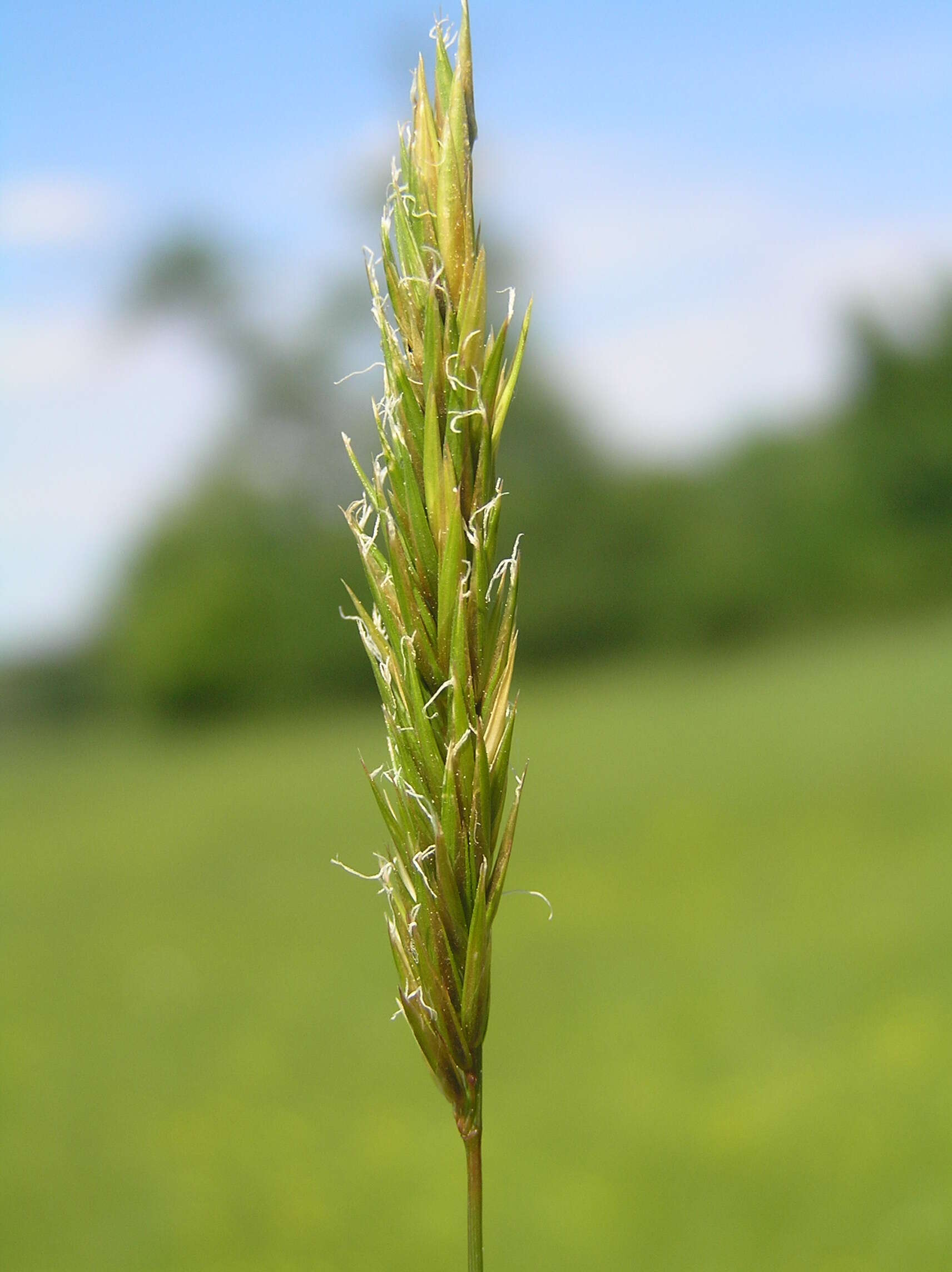 Imagem de Anthoxanthum odoratum L.