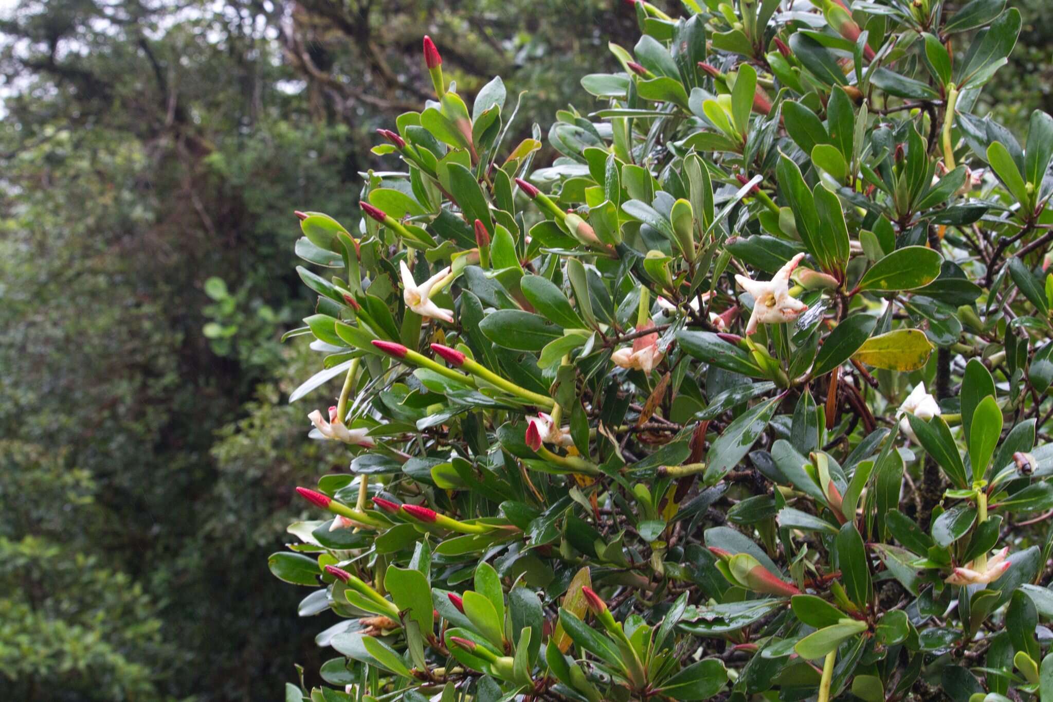 Image of Cosmibuena valerii (Standl.) C. M. Taylor