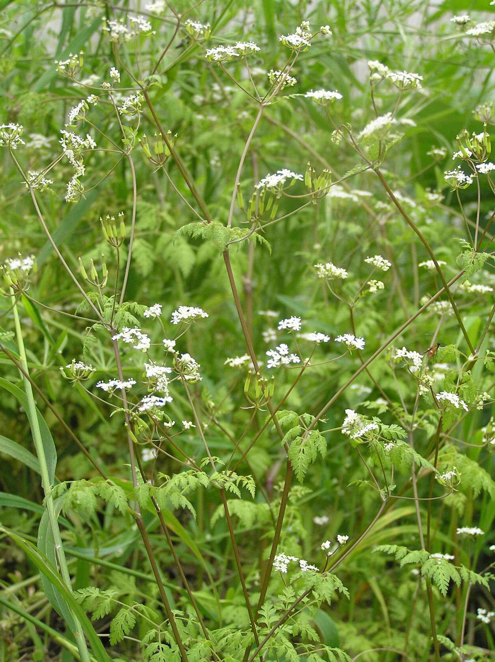 Imagem de Anthriscus cerefolium (L.) Hoffm.