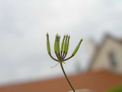 Image of garden chervil