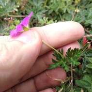 Image of Geranium potentillifolium DC.