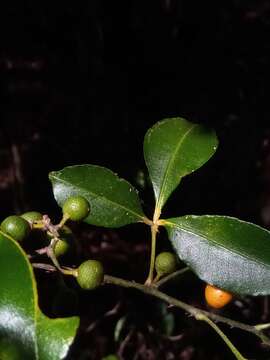 Image of Climbing Orange