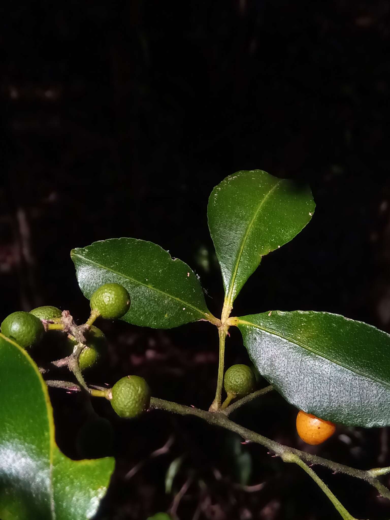 Image of Zanthoxylum asiaticum