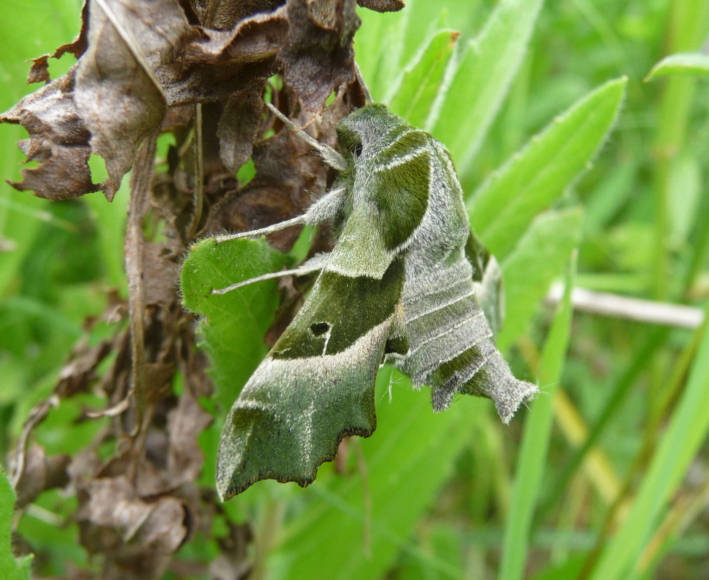 Image of Willowherb Hawkmoth