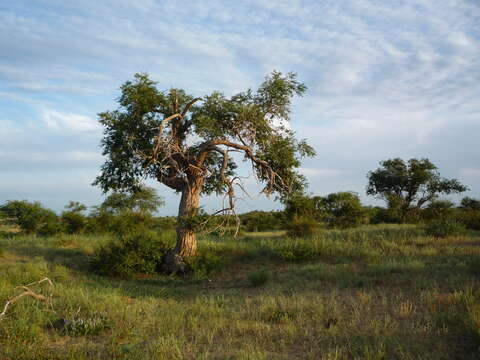 Image of Siberian Elm