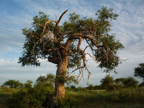 Image of Siberian Elm