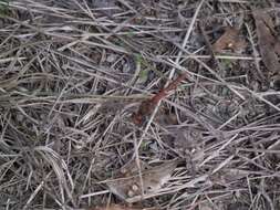 Image of Variegated Meadowhawk