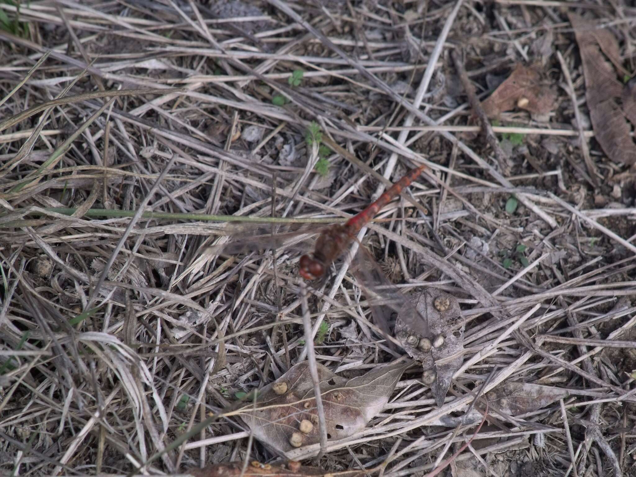 Image de Sympetrum corruptum (Hagen 1861)