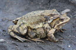 Image of Common frog