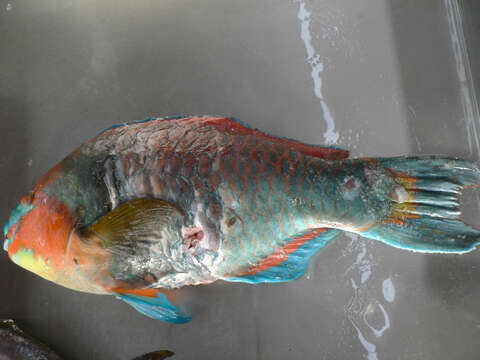 Image of Guinean parrot fish