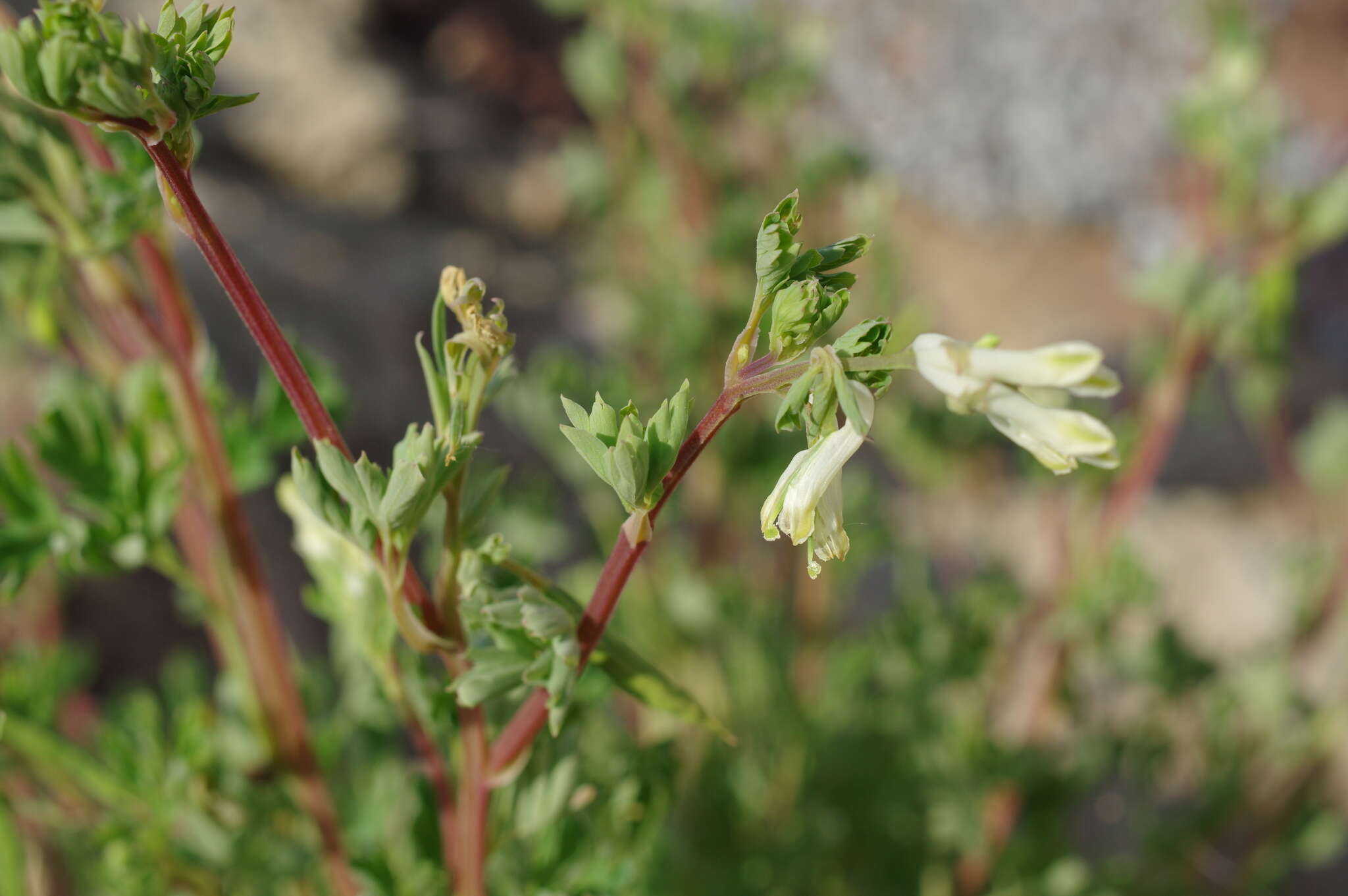 Image de Corydalis sibirica (L. fil.) Pers.