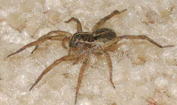 Image of wolf spiders