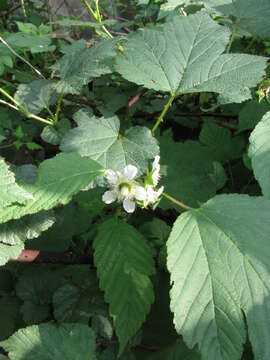 Image of Rubus crataegifolius Bunge