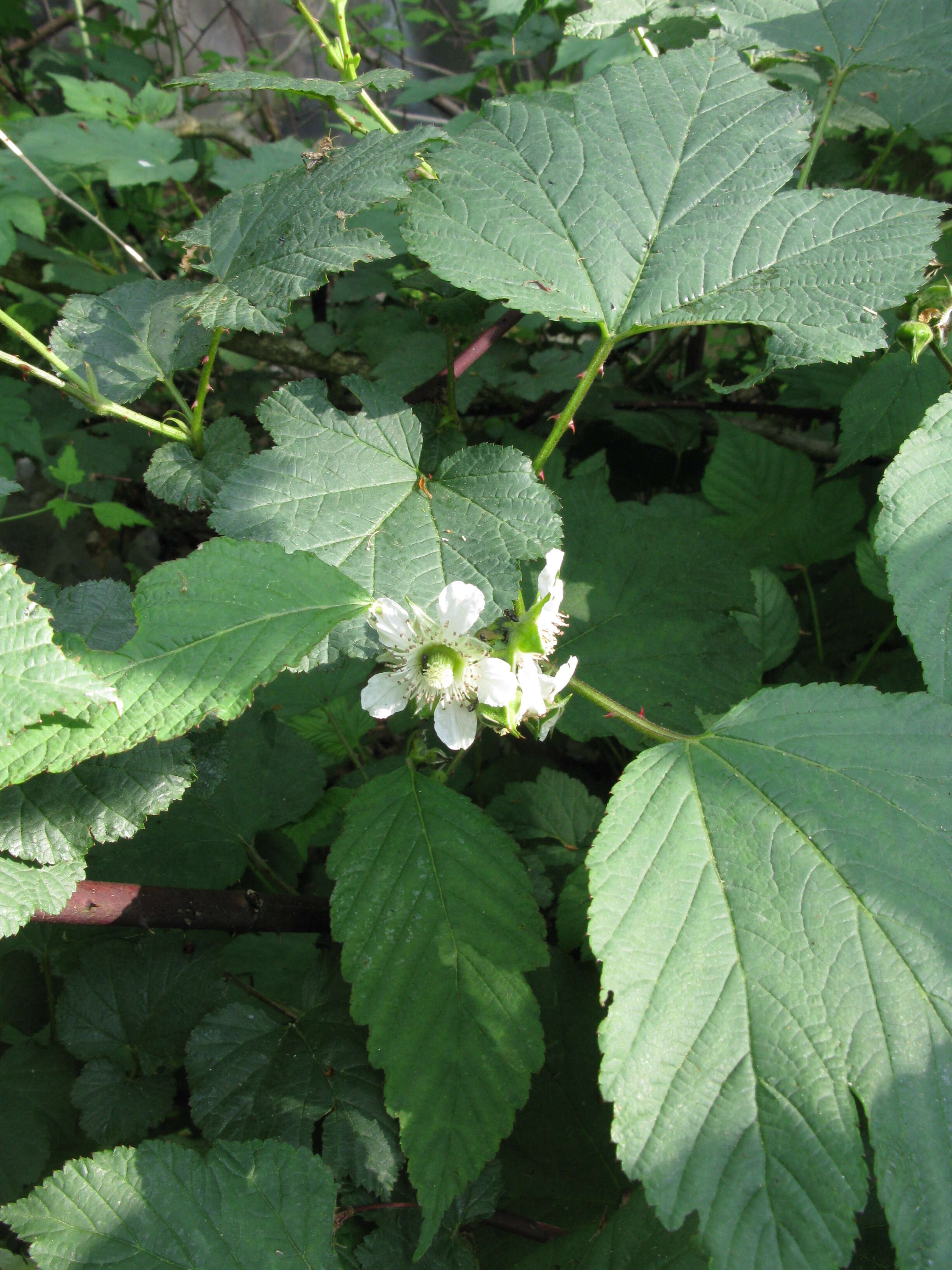 Слика од Rubus crataegifolius Bunge