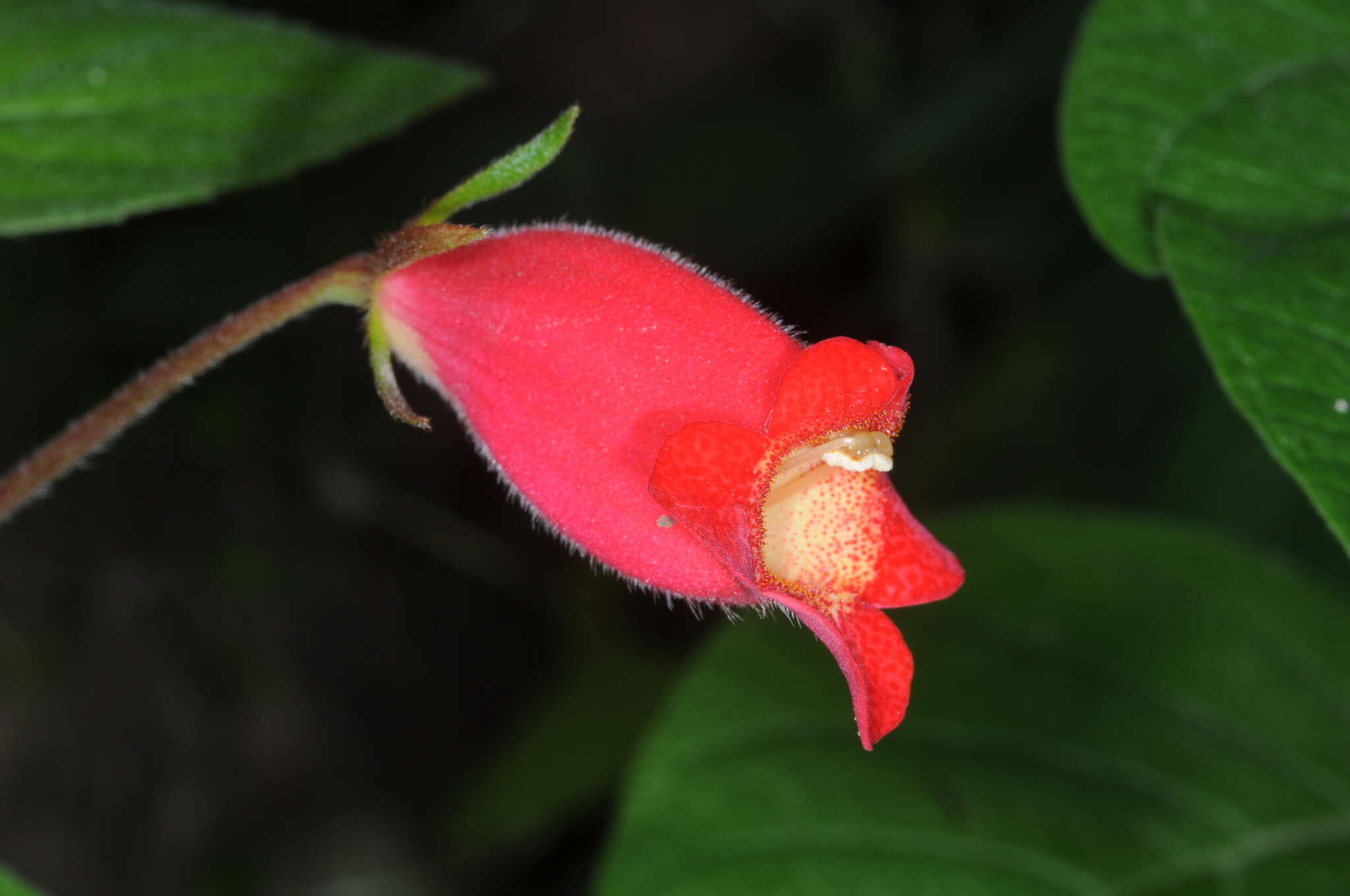 Image de Seemannia nematanthodes (Kuntze) K. Schum.