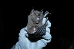 Image of lesser spear-nosed bat