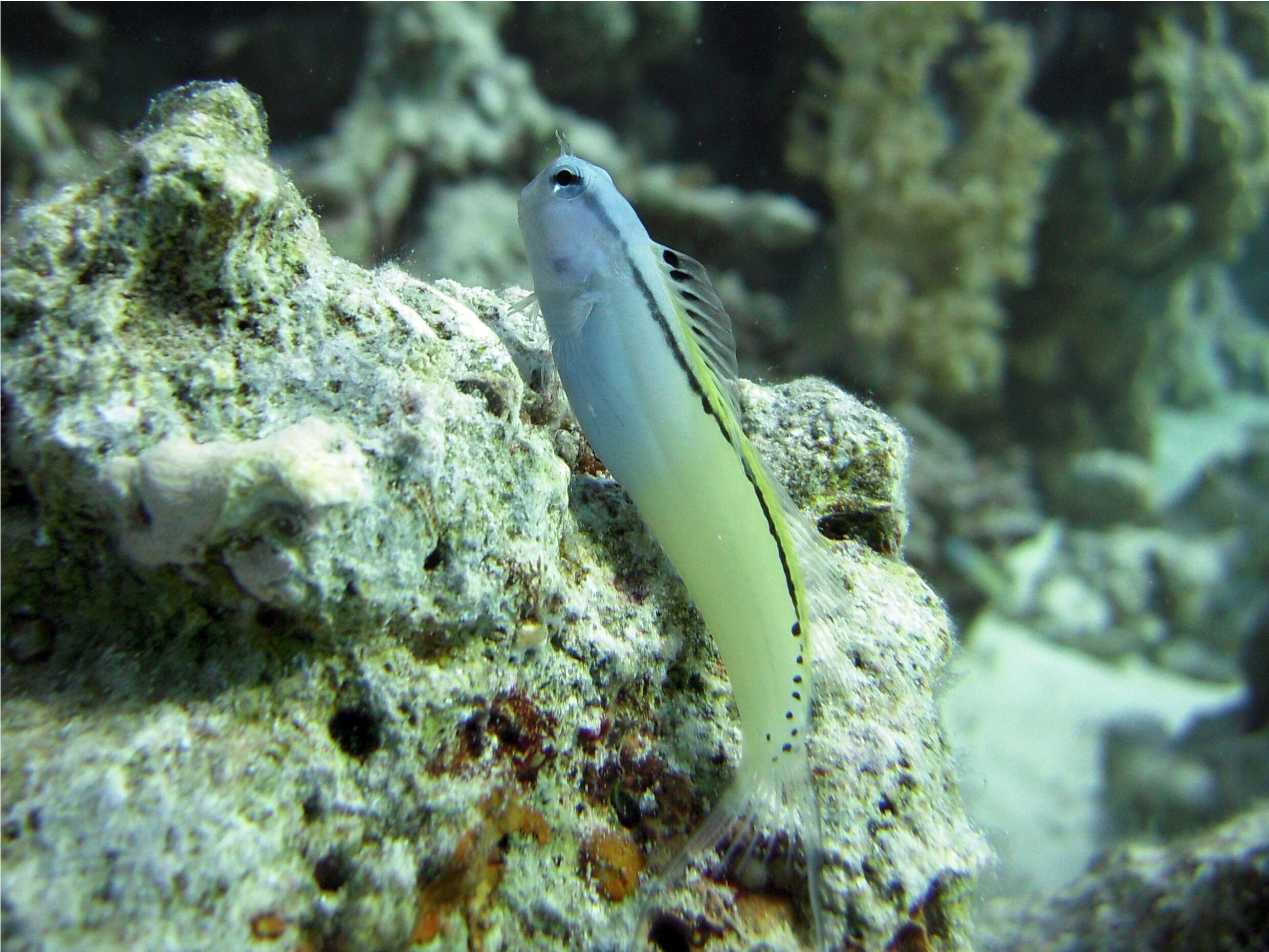 Image of Red Sea Mimic Blenny