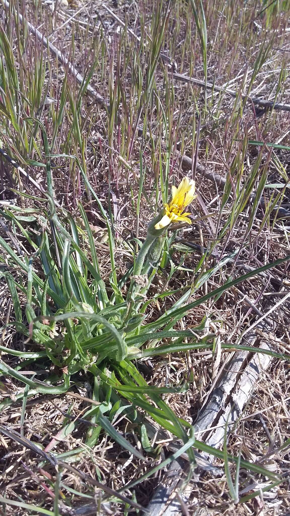 Image of Scorzonera mollis subsp. mollis